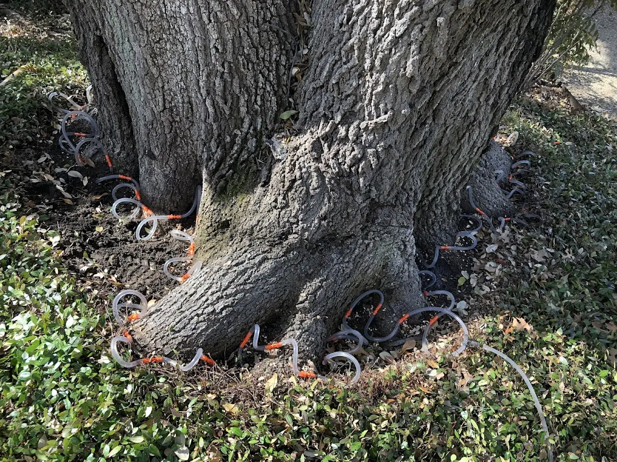 Detailed Tree Cabling and Bracing job site in Hawkins