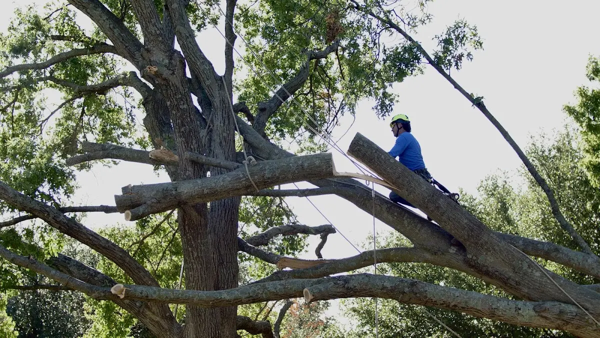 Professional Hazardous Tree Removal performed by certified arborists in Hawkins